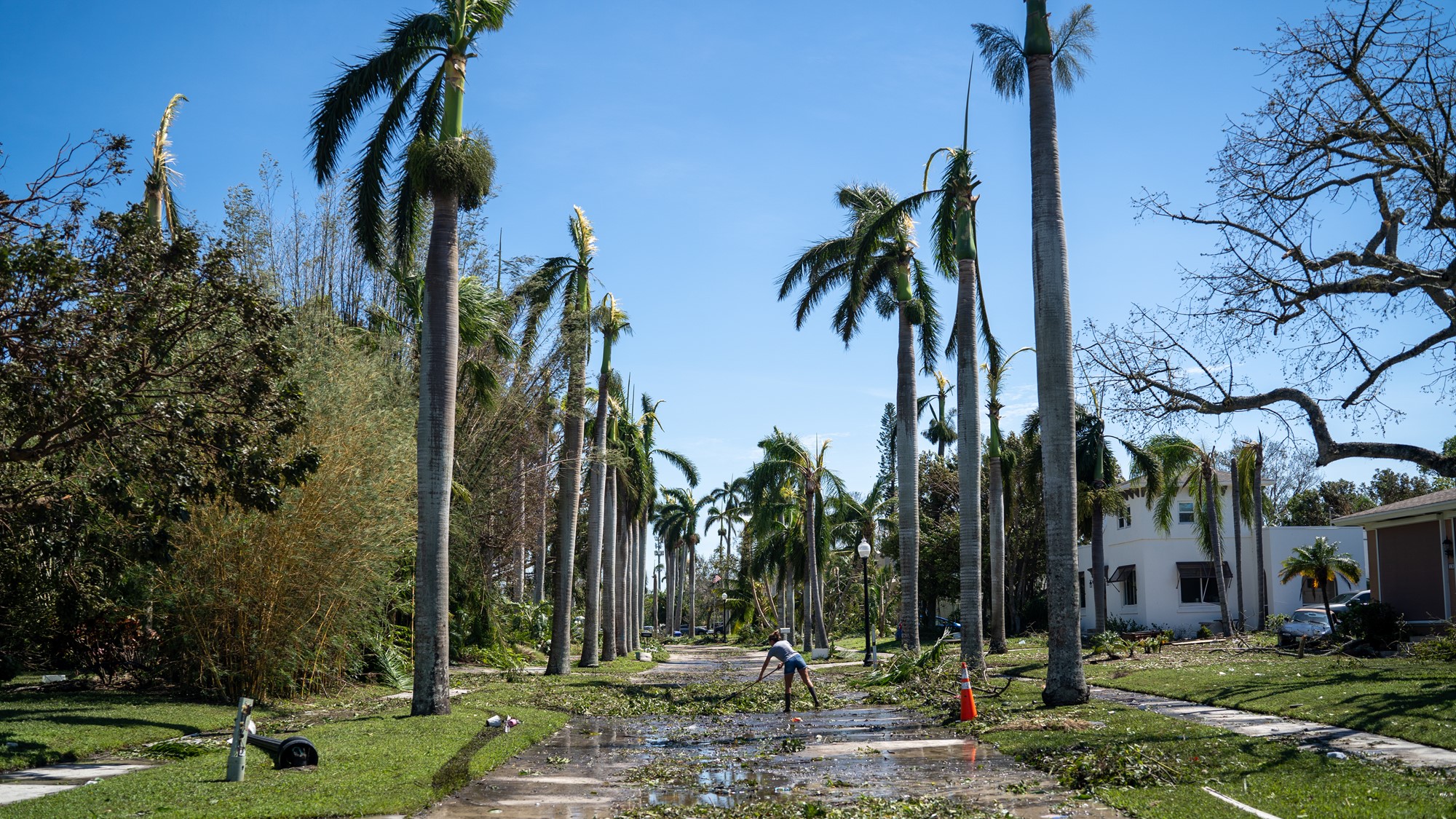 A woman cleans a street lined by palm trees and green waste.