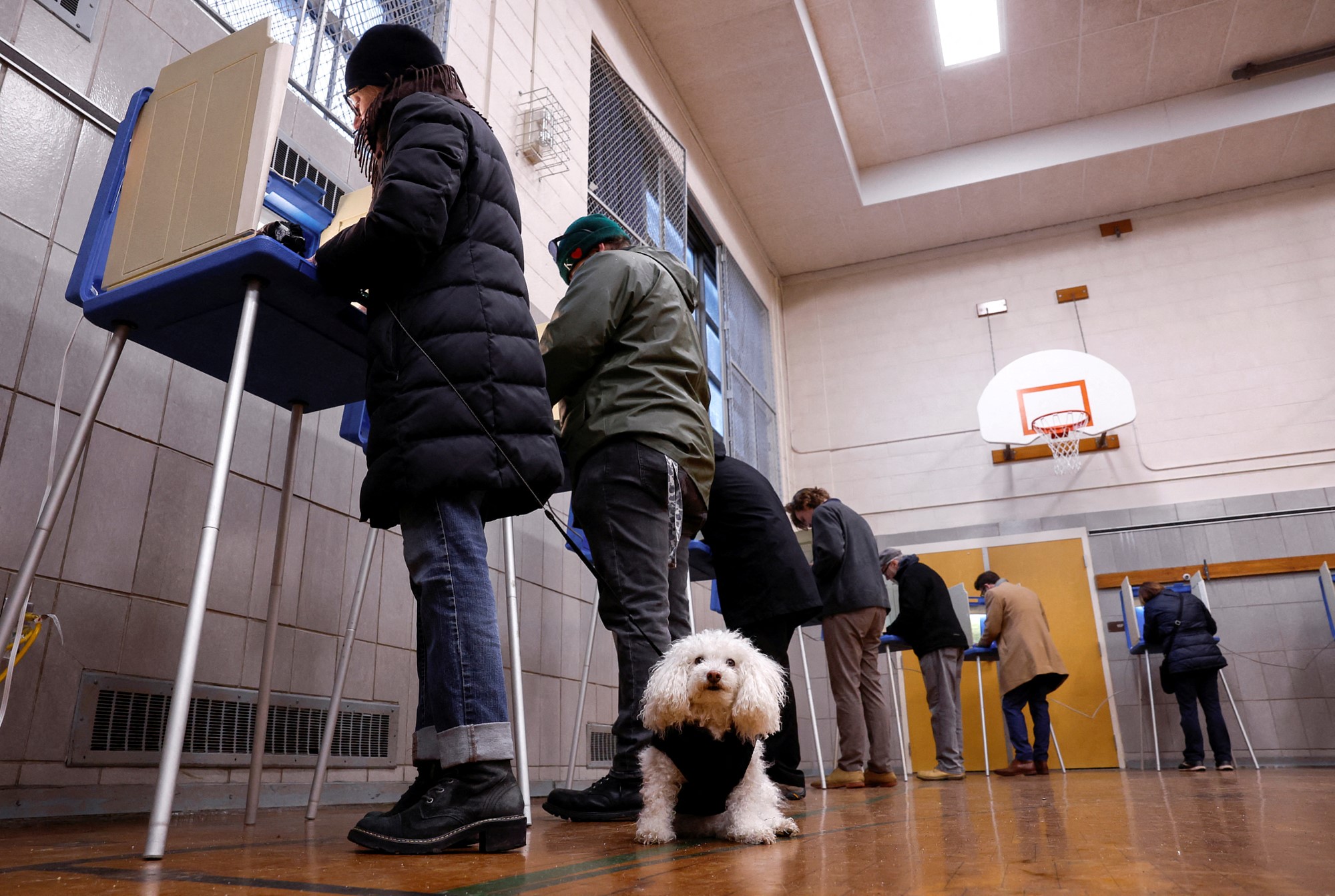 A little white dog waits near its owner as people vote.