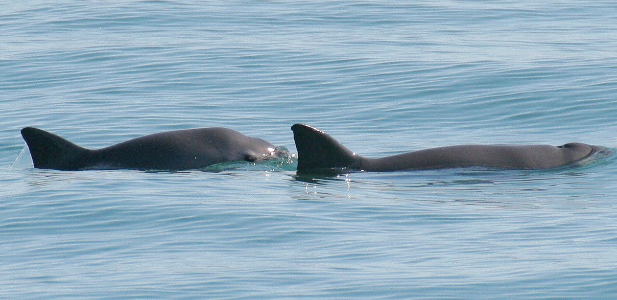  A mother and calf vaquita small and thick dolphins