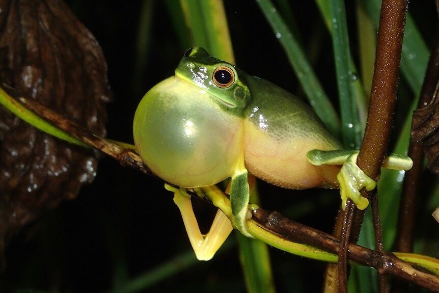 A green tree frog with a massively engored vocal sac which looks like a huge balloon.