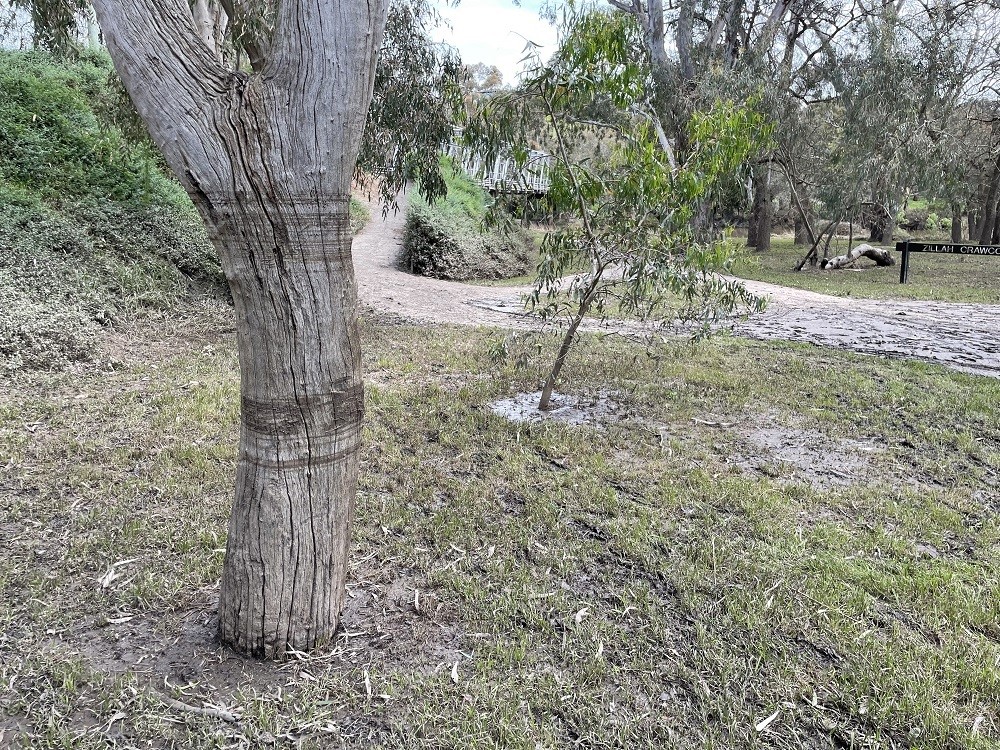 A tree in parklands with a tide/water mark.