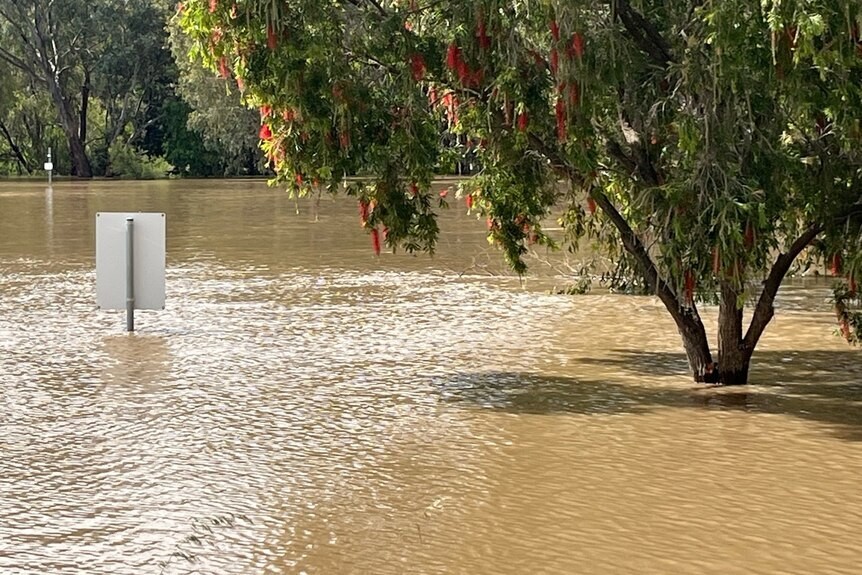 Major flooding has begun at Wagga Wagga for the first time since 2012.(Supplied)