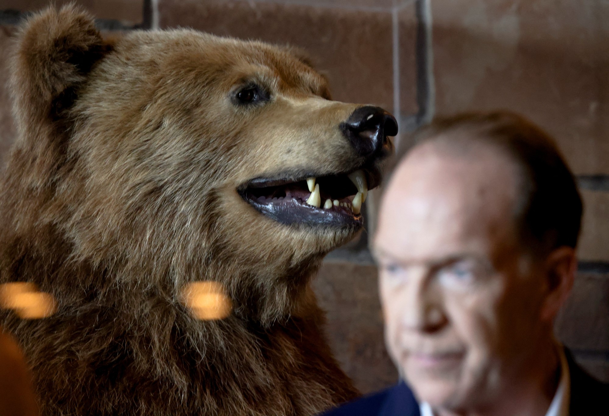 An in-focus shot of a taxidermied grizzly bear with a man out of focus.