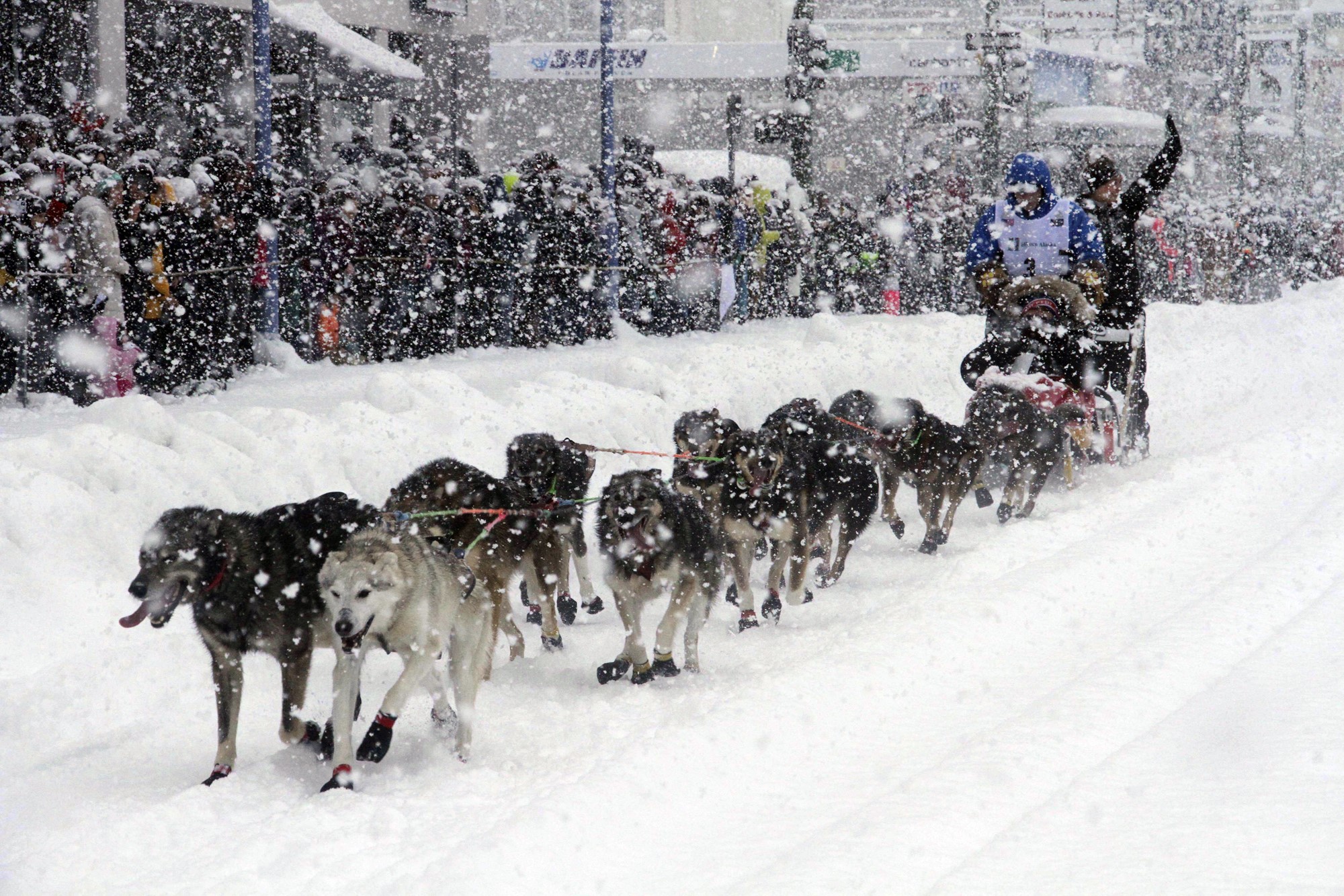 A team of sled dogs push through heavy snow as crowds watch from the side.